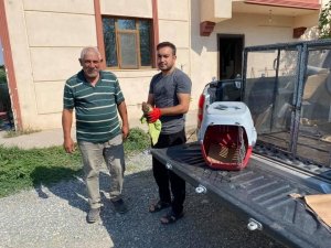 Kerkenez kuşu tedavi altına alındı