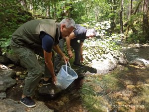 Çanakkale’de 8 bin adet yavru alabalık derelere salındı