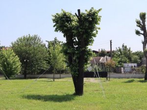 Nakledilen ağaçlar yeşillenmeye başladı