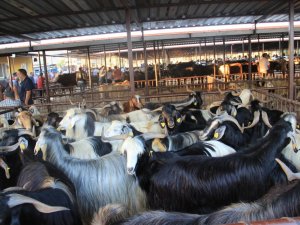 Aydın’da kurbanlıklar dualarla pazara çıkarıldı