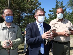 Tokat’ta, bin 250 kınalı keklik doğaya salındı