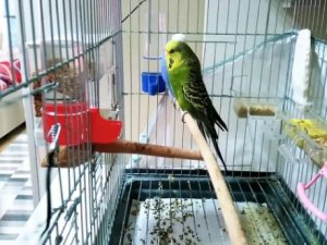 Kuş Ürünleri (Yem, Oyuncak ve Aksesuar, Kafes) Alırken Dikkat Etmeniz Gereken Hususlar