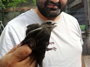 Bahçesinde bulduğu ebabil kuşuna su verdikten sonra doğaya saldı