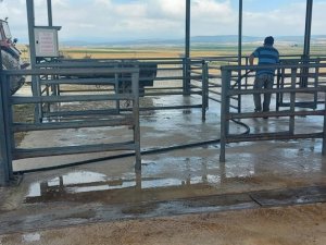 Canlı hayvan pazarında dezenfekte çalışması yapıldı