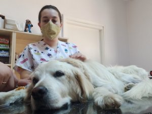 Böbrek yetmezliği teşhisi konulan Mischa’ya kök hücre tedavisi uygulandı