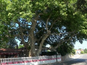 İki imparatorluk battı, o çınar ağacı hala dimdik ayakta