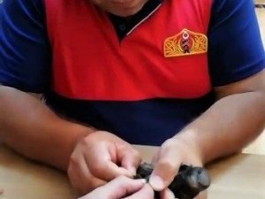 Çatıda ipe takılan ebabil kuşunu itfaiye ekipleri kurtardı