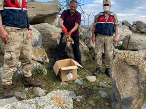 Bozkır kartalı tedavi altına alındı