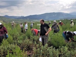 Orman Bölge Müdürlüğünün seyreltme çalışmaları