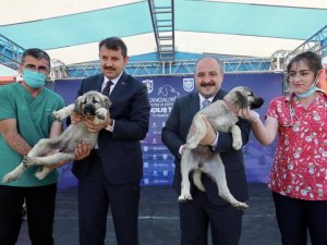 "Anadolu aslanı’na teknolojik tesis