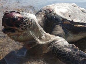 Ağ ve misinalardan kurtarıldı denize bırakıldı