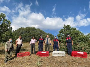 Kırıkkale’de 250 kınalı keklik doğaya salındı