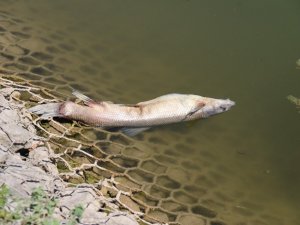 Porsuk Çayı’nda balık ölümleri