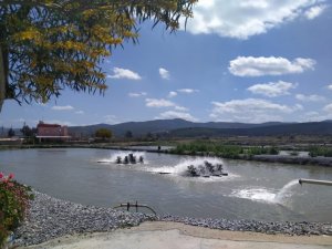 Toprak havuzda yetişen balıklar istihdama büyük katkı sağlıyor