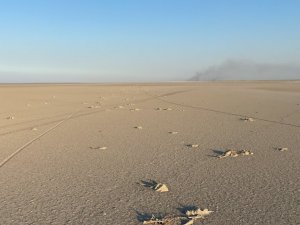 Konya Valiliğinden Tuz Gölü’ndeki flamingo ölümlerine inceleme