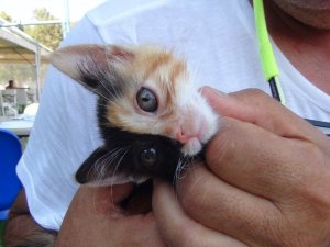 Türkiye’nin ilk çift yüzlü kedisi gönülleri fethetti