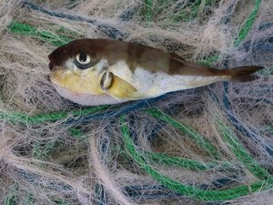 Balıkçılar avlayamıyor... Balon balıkları ağları parçalıyor