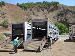Kurbanlıklar yayladan indirildi bayram hazırlıkları başladı
