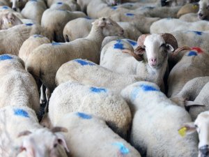 Menteşe’de Kurban satış ve kesim yerleri belirlendi