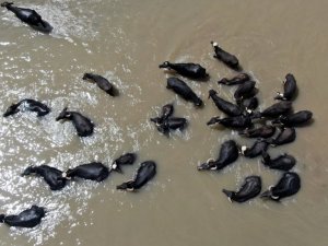 Sıcaktan bunalan mandalar böyle serinledi