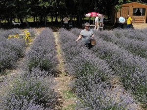 Arkadaşının önerisiyle başladığı lavanta üretiminde günlük 100’ü aşkın misafiri ağırlıyor