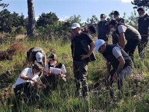 Karaçam gençleştirme çalışmaları meyvelerini vermeye başladı