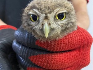 Havalandırma boşluğuna düşen baykuş itfaiye ekiplerince kurtarıldı