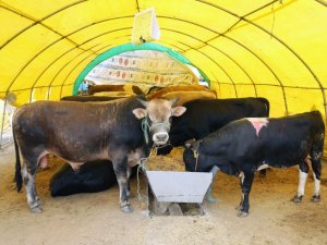 Mühye’nin 1 tonluk “Paşa”sı ilgi odağı oldu