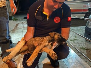 112 Acil Servis ekipleri bu sefer de bir köpeğin hayatını kurtardı