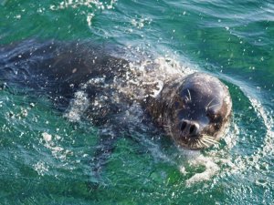 Balık tutmaya gelen vatandaşların ilgi odağı oldu