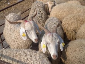 Alaplı’da  kurbanlıklar pazara indi