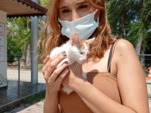 Hayvan barınağının ilk ziyaretçisi engelli kediyi sahiplendi