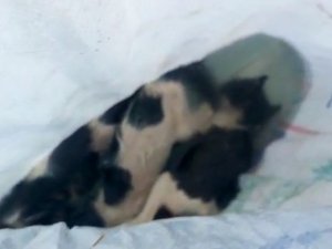 Nehirde bulunan çuvaldan telef olmuş 3 kedi çıktı