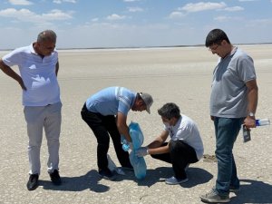 Tuz Gölü’ndeki ölü flamingolar incelemeye alındı
