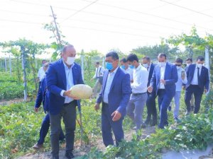 Çavuşoğlu, Özbekistan’da tarladan kavun ve karpuz topladı