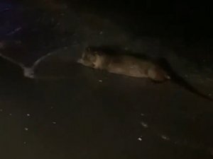 Samsun’da su samuru görüntülendi