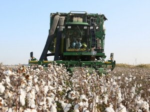 İl Tarım ve Orman Müdürü Ökdem; “Söke’de organik pamukla ilgili olumsuzluk yok”