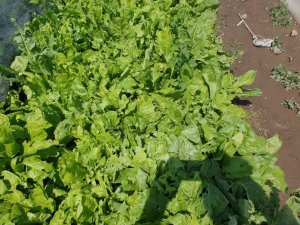 Sel ve dolu seralarda zarara neden oldu