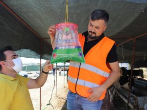 Karasinekle mücadelede kafesli önlem