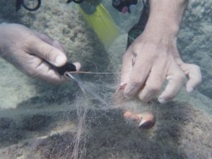 Su altında hayalet ağa takılan gül yengeci böyle kurtarıldı