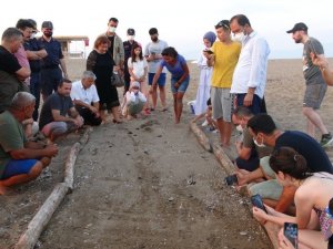 Manavgat’ta sezonun ilk Caretta Caretta yavruları denizle buluştu