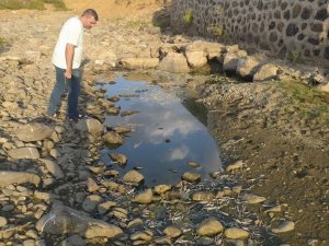 Bingöl’de kuraklık balıkları da vurdu, yüzlercesi telef oldu