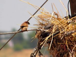 Elektrik direği serçelerin yuvası oldu