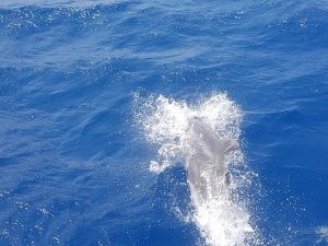 Hatay’da yunuslar tur teknesiyle yarıştı