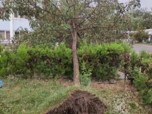 Fırtına ağaçları devirdi