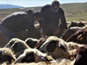 Hayvanlar kenelere karşı ilaçlanıyor