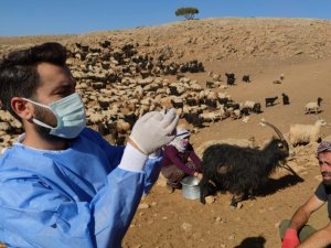 Sağlık çalışanları dağ tepe demeden çobanları aşılıyor