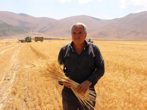 Ata tohumlarının hasadı yapıldı
