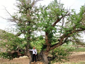 750 yıllık dut ağacı yıllara meydan okuyor