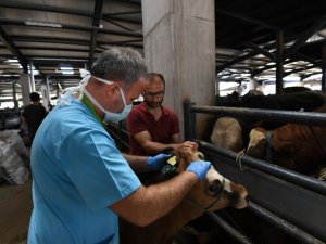 Osmangazi’de sağlıksız ve küpesiz kurbanlıklara yer yok